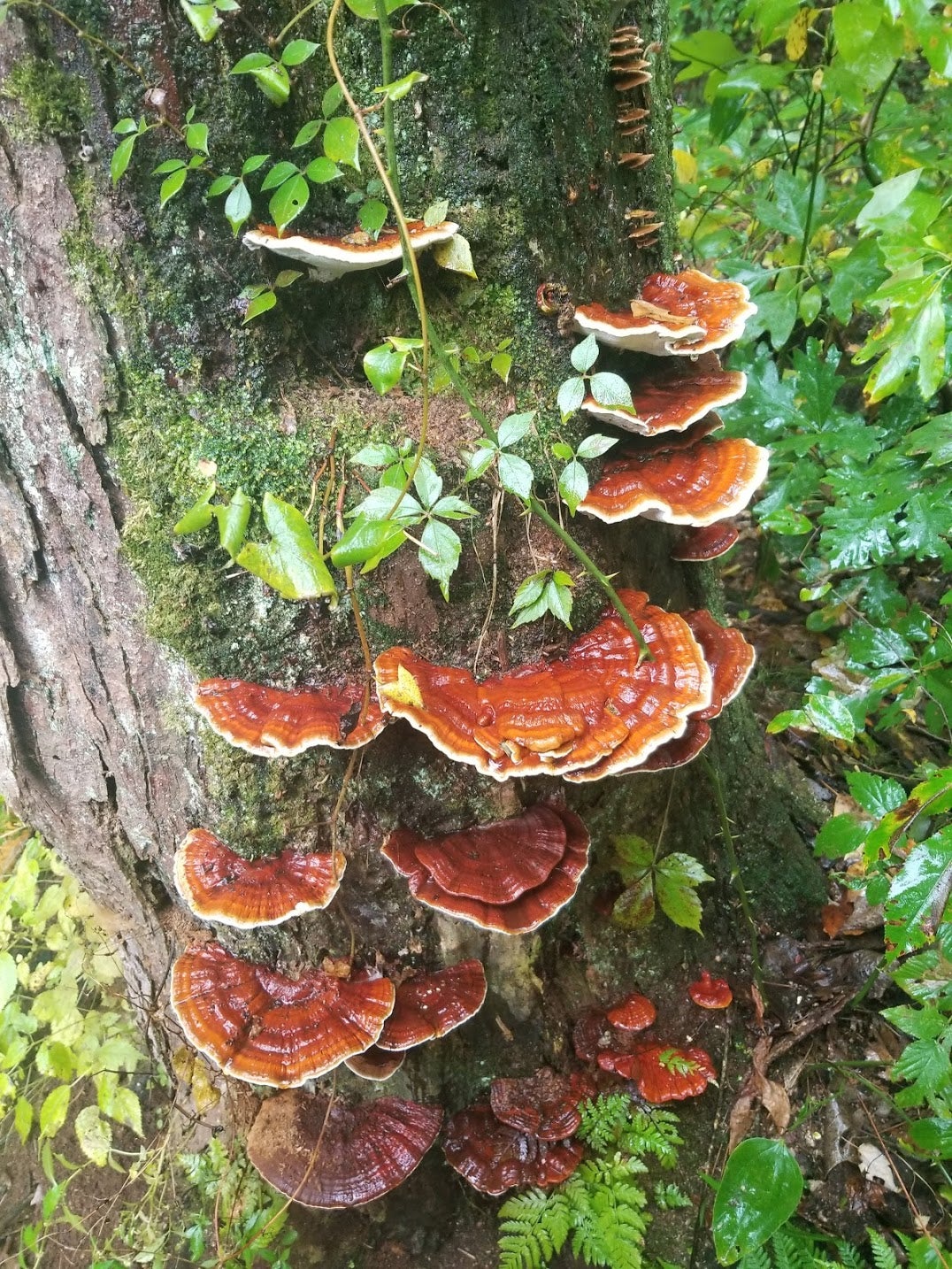 Home | Two Spores 2507 Schippers ln Kalamazoo, MI 49048